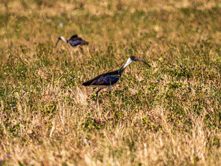 Wall Mural - Colorful Straw Necked Ibis In Grass