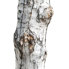 Wall Mural - birch tree branch with green leaves isolated on white background.