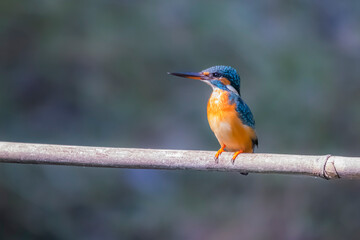 Wall Mural - The Common Kingfisher on a branch in nature