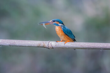 Wall Mural - The Common Kingfisher on a branch in nature