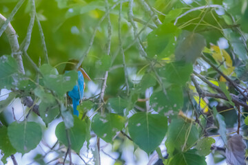 Wall Mural - The White-throated Kingfisher on a branch in nature