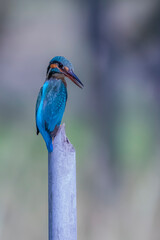 Wall Mural - The Common Kingfisher on a branch in nature