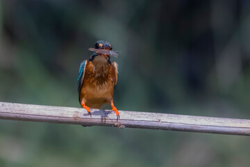 Wall Mural - The Common Kingfisher on a branch in nature