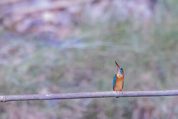 Wall Mural - The Common Kingfisher on a branch in nature