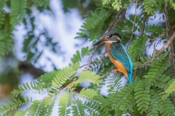 Wall Mural - The Common Kingfisher on a branch in nature