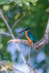 Wall Mural - The Common Kingfisher on a branch in nature