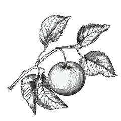 apple tree branch with apple and leaves isolated on white background. linear drawing in engraving st