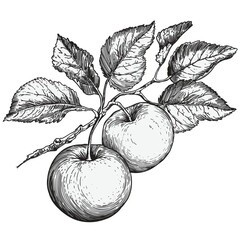 apple tree branch with apple and leaves isolated on white background. linear drawing in engraving st