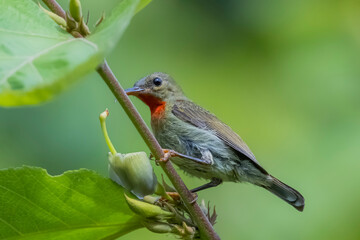 Wall Mural - The Crimson Sunbird on a branch in nature