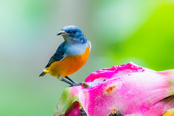 Wall Mural - The Orange-bellied Flowerpecker in nature of Thailand