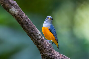 Wall Mural - The Orange-bellied Flowerpecker in nature of Thailand