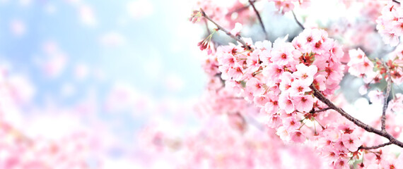 Leinwandbilder - Horizontal banner with sakura flowers of pink color on sunny backdrop. Beautiful nature spring background with a branch of blooming sakura. Sakura blossoming season in Japan