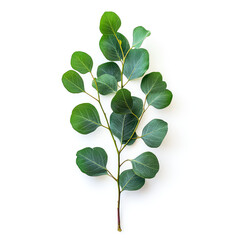 Wall Mural - Lush Eucalyptus Branch: Vibrant Green Leaves on White Background