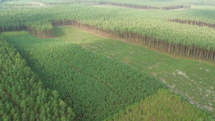 Poster - Green forest landscape under cloudy sky