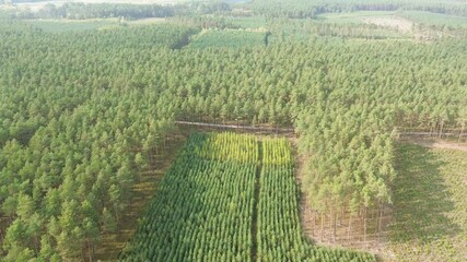 Poster - Aerial view of young green pine forest