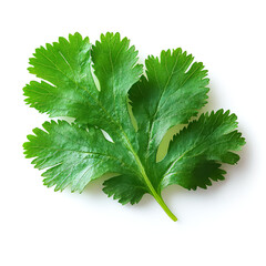 Sticker - Vibrant Cilantro Leaf: Fresh Herb Close-up Photography