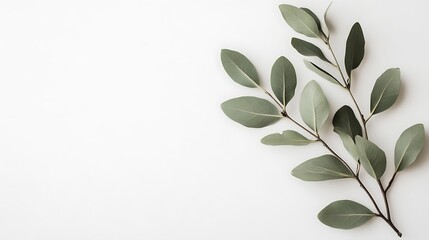 Aufkleber - Eucalyptus branch on white background; natural, minimalist, aesthetic; flat lay; for branding, social media, or print