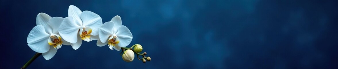 dark blue background with an unfolding white orchid branch and loose petals, dark blue, nature, orch