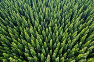Aufkleber - Dense evergreen forest aerial view with vibrant green treetops in natural sunlight.