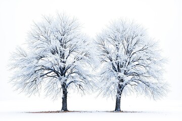 Poster - Two snow-covered trees on a white background, showcasing a serene and minimalist winter landscape concept.