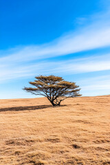 Wall Mural - Solitary tree on a golden hillside with bright blue sky, for tranquil projects