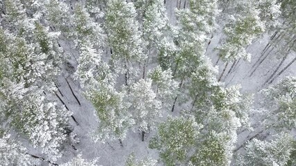 Canvas Print - White winter fields and forests from above