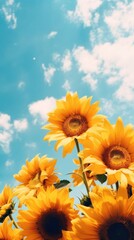 Wall Mural - Sunflower sky outdoors blossom.