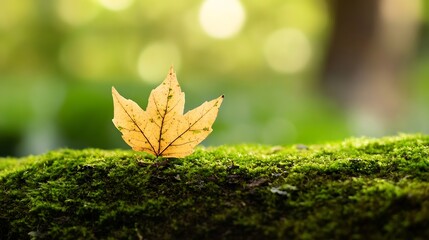Poster - Close up of a beautifully detailed autumn leaf on a mossy log in a vibrant forest : Generative AI