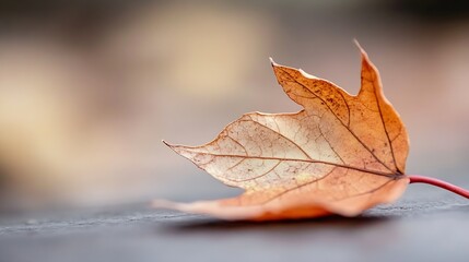 Poster - Single Dry Autumn Leaf Resting on a Surface with a Soft Focus Background in Natural Light : Generative AI
