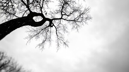 Aufkleber - Barren tree branches silhouetted against a cloudy sky evoking feelings of winter and solitude in nature : Generative AI