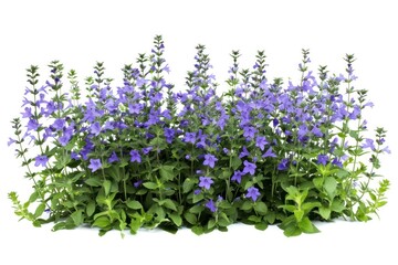 Wall Mural - Lobelia border flower plant nature.