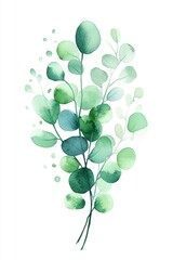 Canvas Print - Watercolor Floral Spray, Light Mint Green Eucalyptus Leaves, Isolated on White, Calming Feel