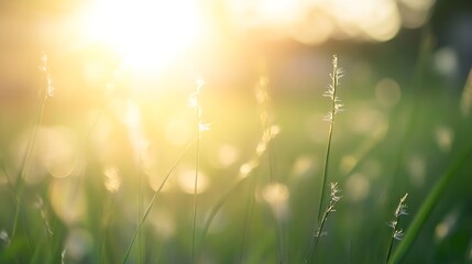 Fototapete - Morning light shining through green grass with a dreamy bokeh effect : Generative AI