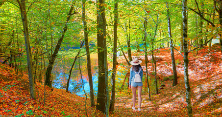 Poster - A young girl in mini shorts with a straw hat walks through the forest on a sunny day among autumn leaves - National Park Bolu, Yedigöller, Turkey