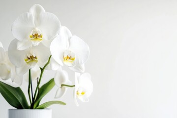 Wall Mural - A simple yet elegant arrangement of white flowers inside a white vase