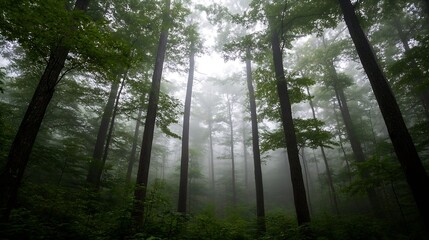 Fototapete - Mysterious foggy forest scene with tall trees creating an enchanting natural atmosphere : Generative AI