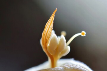 Poster - Fresh apple with a small flower growing on its skin