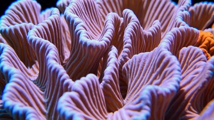 Poster - Vibrant Coral Sculpture