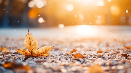 Poster - Golden autumn leaf resting on a gravel path illuminated by soft sunlight in the evening : Generative AI