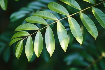 Poster - A detailed view of a leaf on a tree branch