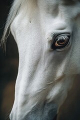 Poster - A close-up view of a white horse's eye, with a soft focus and gentle lighting