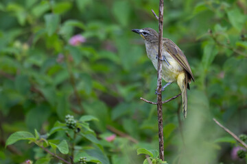 the beautiful white browed bulbul perched on a branch against a backdrop of green foliage. its pale 