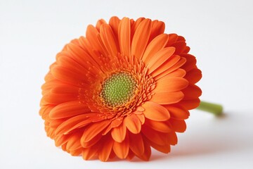 Poster - A small orange flower sits alone on a white surface