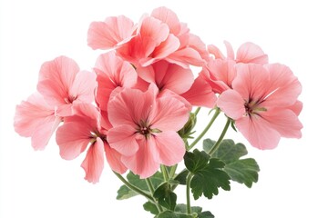 Poster - A vase filled with pink flowers sitting on a table