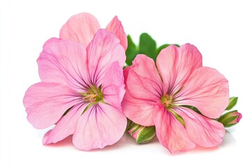Poster - A detailed view of two pink flowers on a white surface