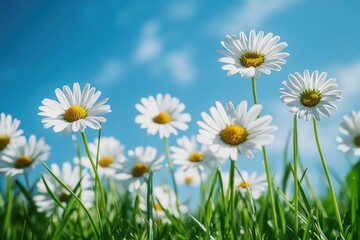Aufkleber - A bouquet of white flowers growing naturally in a lush green field