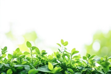 Aufkleber - A close-up shot of lush green plants