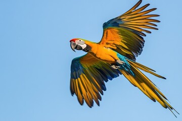 Wall Mural - A vibrant parrot soaring through the air with its vibrant feathers on display