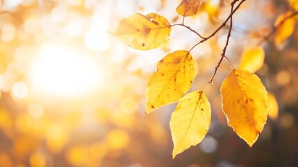 Aufkleber - Bright and golden autumn leaves glowing in sunlight during a beautiful fall day in nature : Generative AI