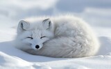A fluffy arctic fox curled up in the snow